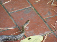 Fowlea flavipunctata