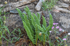 Polystichum lemmonii