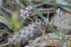 Polygonum spergulariiforme