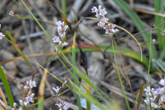 Polygonum spergulariiforme