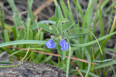 Scutellaria antirrhinoides