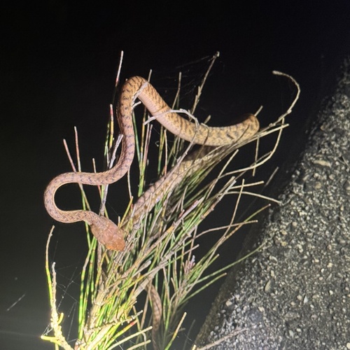 Brown Tree Snake sighting