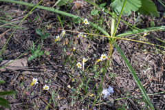 Erythranthe trinitiensis