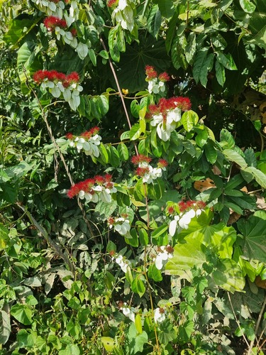 Combretum racemosum