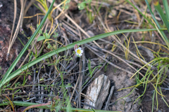 Erythranthe trinitiensis