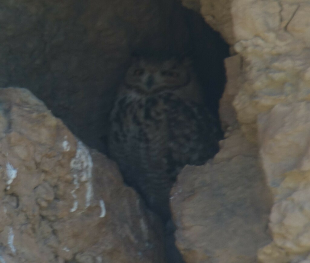 Bubo ascalaphus<br>26 March, 2019