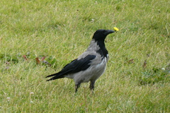 Corvus cornix