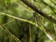 Polycanthagyna erythromelas