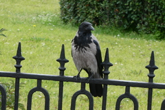 Corvus cornix