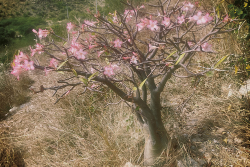 desert rose