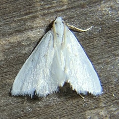 Leptosteges vestaliella