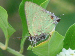 Cyanophrys miserabilis