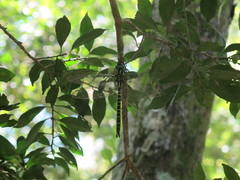 Polycanthagyna erythromelas