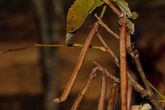 Indigofera rhynchocarpa