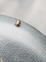 Scirtes hemisphaericus