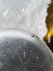 Scirtes hemisphaericus