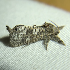 Givira francesca