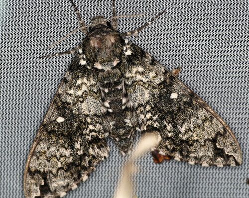 Manduca armatipes