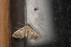 Paracymoriza taiwanalis