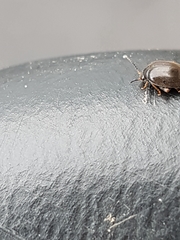 Scirtes hemisphaericus