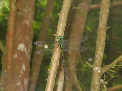 Polycanthagyna erythromelas