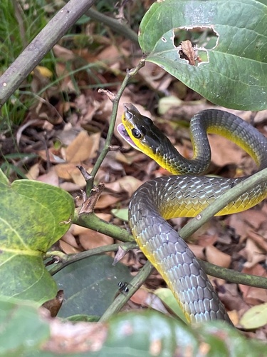 Common Tree Snake sighting