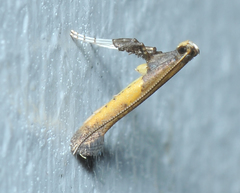 Caloptilia azaleella