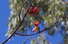 Brachychiton viscidulus