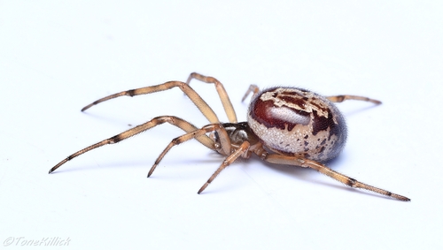 Noble Fettspinne