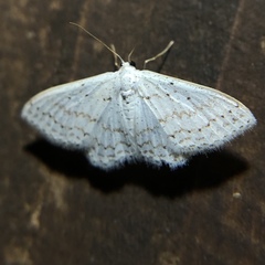 Idaea tacturata