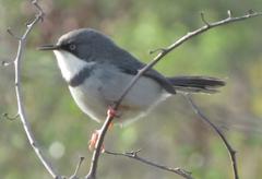 Apalis thoracica