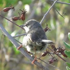 Apalis thoracica