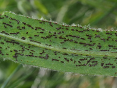 Puccinia cynodontis