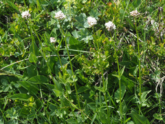 Valeriana alpestris