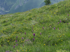 Dactylorhiza urvilleana