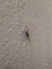 Evania appendigaster