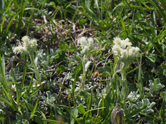 Antennaria caucasica
