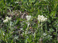 Antennaria caucasica