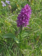 Dactylorhiza euxina