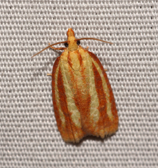 Sparganothis tristriata