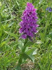 Dactylorhiza euxina
