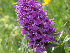 Dactylorhiza euxina