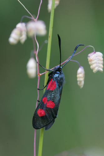 Zygaena lonicerae