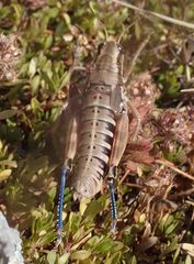 Podisma amedegnatoae