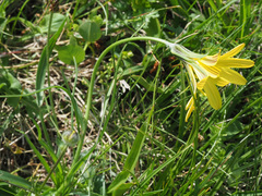 Tragopogon reticulatus