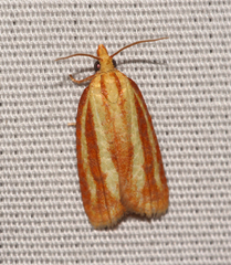 Sparganothis tristriata