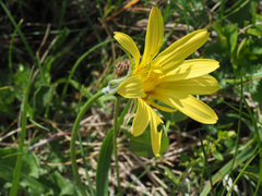 Tragopogon reticulatus