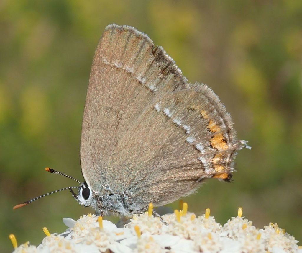 Strymon acaciae