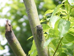 Cryptotympana takasagona