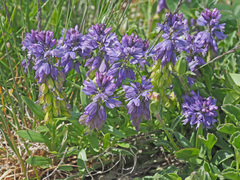 Polygala alpicola